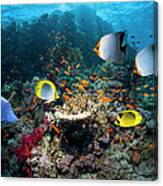 Coral Reef Scenery #24 Canvas Print