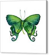 29 Arcas Butterfly Canvas Print