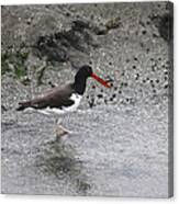 American Oyster Catcher  #3 Canvas Print