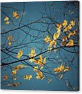 Autumn Leaves - Nc #3 Canvas Print