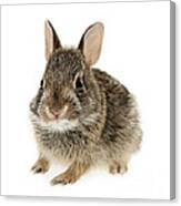Baby Cottontail Bunny Rabbit 2 Canvas Print