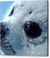 Baby Harp Seal #3 Canvas Print