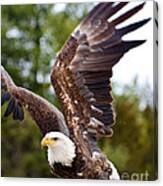 Bald Eagle #3 Canvas Print