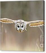 Barred Owl In Flight #5 Canvas Print