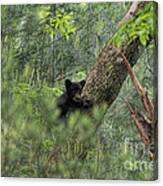 Bear Cub Climbing Tree Looking Out #2 Canvas Print
