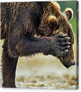 Brown Bear, Katmai National Park, Alaska #3 Canvas Print