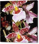 Cambria Orchid Flowers #3 Canvas Print