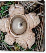 Collared Earthstar #3 Canvas Print