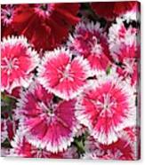 Dianthus 'summer Splash' Flowers Canvas Print