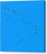 Eurasian Cranes #3 Canvas Print