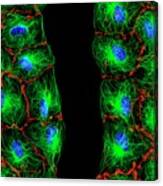 Fibroblast Cells #3 Canvas Print