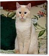 Flame Point Siamese Cat #3 Canvas Print