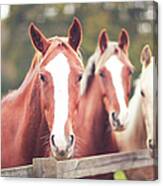 3 Friendly Thoroughbred Horses In Field Canvas Print