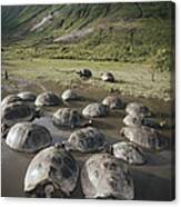 Galapagos Giant Tortoise Wallowing #3 Canvas Print