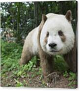 Giant Panda Brown Morph China Canvas Print