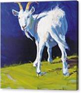 Goat #3 Canvas Print