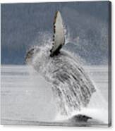 Humpback Whale Breaching #3 Canvas Print