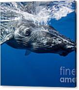 Humpback Whale Calf #3 Canvas Print