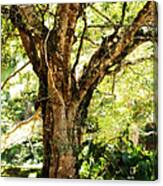 Kingdom Of The Trees. Peradeniya Botanical Garden. Sri Lanka #3 Canvas Print