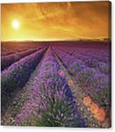 Lavender Field At Sunset #3 Canvas Print