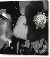 Lenten Rose In Shades Of Black And White #3 Canvas Print