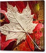 Maple Leaves In Water Canvas Print