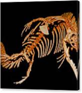 Mosasaur, Fossil #3 Canvas Print