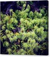#moss #nature #苔 #コケ #green #緑 #3 Canvas Print