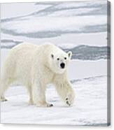 Polar Bear On Sea Ice Spitzbergen #3 Canvas Print