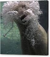 Polar Bear Swimming Underwater #3 Canvas Print