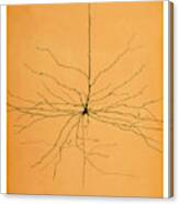 Pyramidal Cell In Cerebral Cortex, Cajal #4 Canvas Print