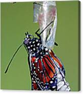 Queen Butterfly #3 Canvas Print