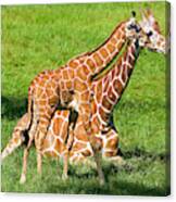 Reticulated Giraffe 6 Week Old Calf #3 Canvas Print