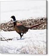 Rooster Pheasant #3 Canvas Print