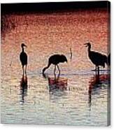 Sandhill Cranes #1 Canvas Print