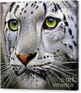 Snow Leopard #3 Canvas Print