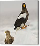 Stellers Sea Eagle #3 Canvas Print