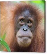 Sumatran Orangutan #3 Canvas Print