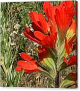 Texas Paintbrush Canvas Print