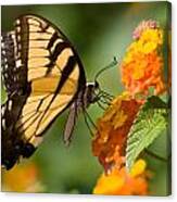 Tiger Swallowtail #3 Canvas Print