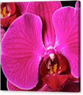 Usa, Oregon, Keizer, Hybrid Orchid #3 Canvas Print