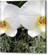 White Orchids #3 Canvas Print