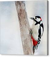 Woodpecker #3 Canvas Print