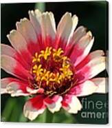 Zinnia From The Whirlygig Mix #3 Canvas Print