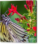 Butterfly #30 Canvas Print