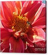 Dahlia From The Showpiece Mix #31 Canvas Print