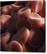 Red Blood Cells #32 Canvas Print