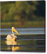 Great White Pelican (pelecanus #35 Canvas Print