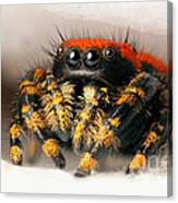 Apache Jumping Spider #4 Canvas Print