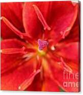 Asiatic Lily Named Red Twin #3 Canvas Print
